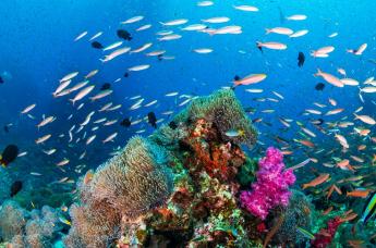 IPBES : alerte sur l’état de la biodiversité © Shutterstock IPBES : alerte sur l’état de la biodiversité