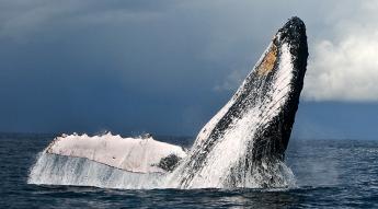 Baleine Baleine