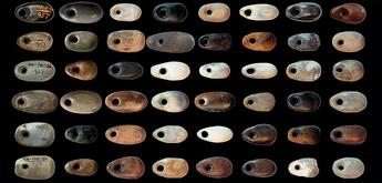 Sélection de perles d'os ovales avec traces de pigments rouges datées de la période du Natoufien ancien (13050/12550 à 11550 av. J.-C.) ©Laurent Davin/ CC BY Sélection de perles d'os ovales avec traces de pigments rouges datées de la période du Natoufien ancien (13050/12550 à 11550 av. J.-C.) ©Laurent Davin/ CC BY