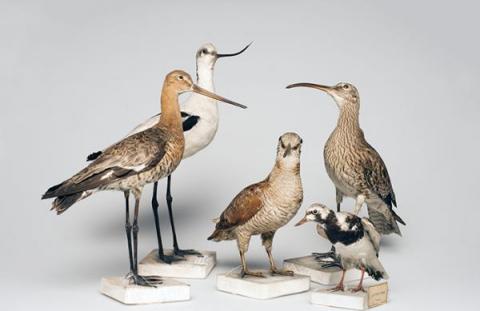 Collections et fonds remarquables Collections et fonds remarquables
