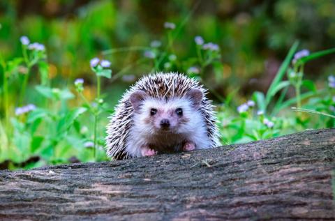 Biodiversité : pourquoi y a-t-il urgence à agir ? © Shutterstock Biodiversité : pourquoi y a-t-il urgence à agir ?