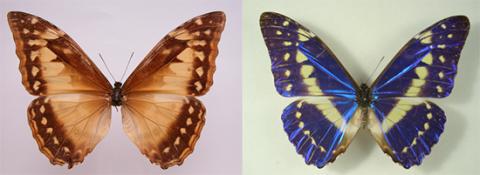 Morpho rhetenor Morpho rhetenor