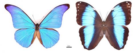 Des formes d’ailes différentes : à gauche un Morpho de canopée (Morpho rhetenor) et à droite un Morpho de sous-bois (Morpho achilles) Des formes d’ailes différentes : à gauche un Morpho de canopée (Morpho rhetenor) et à droite un Morpho de sous-bois (Morpho achilles) © Vincent Debat - MNHN