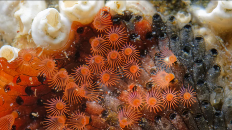 Le bryozoaire Watersipora subatra est originaire du Japon. Ici dans la rade de Brest, où sa présence est attestée depuis 2019. Olivier Dugornay/Ifremer, Fourni par l'auteur Le bryozoaire Watersipora subatra est originaire du Japon. Ici dans la rade de Brest, où sa présence est attestée depuis 2019. Olivier Dugornay/Ifremer, Fourni par l'auteur