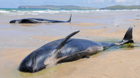 Des baleines pilotes échouées sur une plage. Stephen Barnes / Shutterstock Des baleines pilotes échouées sur une plage. Stephen Barnes / Shutterstock