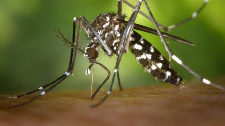 Aedes aegypti est une espèce d'insectes diptères, un moustique qui est le vecteur principal de la dengue, de l'infection à virus Zika, du chikungunya et de la fièvre jaune. U.S. NAVY Aedes aegypti est une espèce d'insectes diptères, un moustique qui est le vecteur principal de la dengue, de l'infection à virus Zika, du chikungunya et de la fièvre jaune. U.S. NAVY
