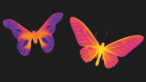 Papillons ©Serge Berthier & Bernd Schollhorn Papillons ©Serge Berthier & Bernd Schollhorn